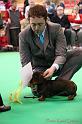 Crufts2011_2 1261